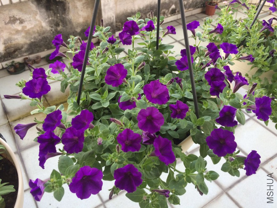 ������ɫ