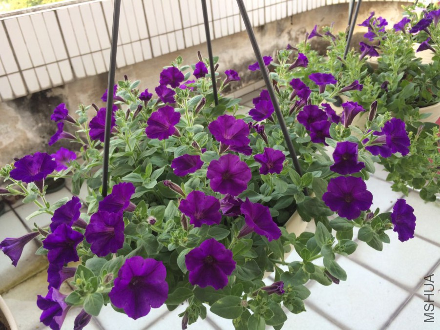 ������ɫ