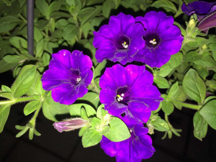 �������ƫ��