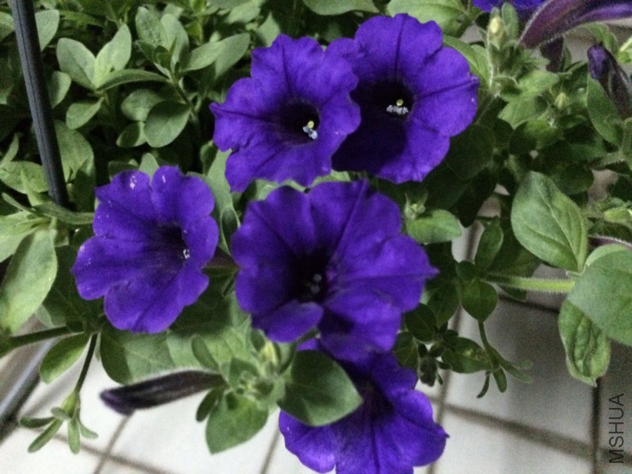 ľ������Ƶ�����