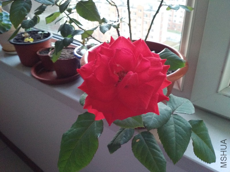 IMG_20150619_041440_����.jpg