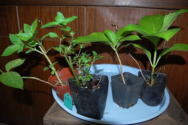 DSC_71340004.JPG
