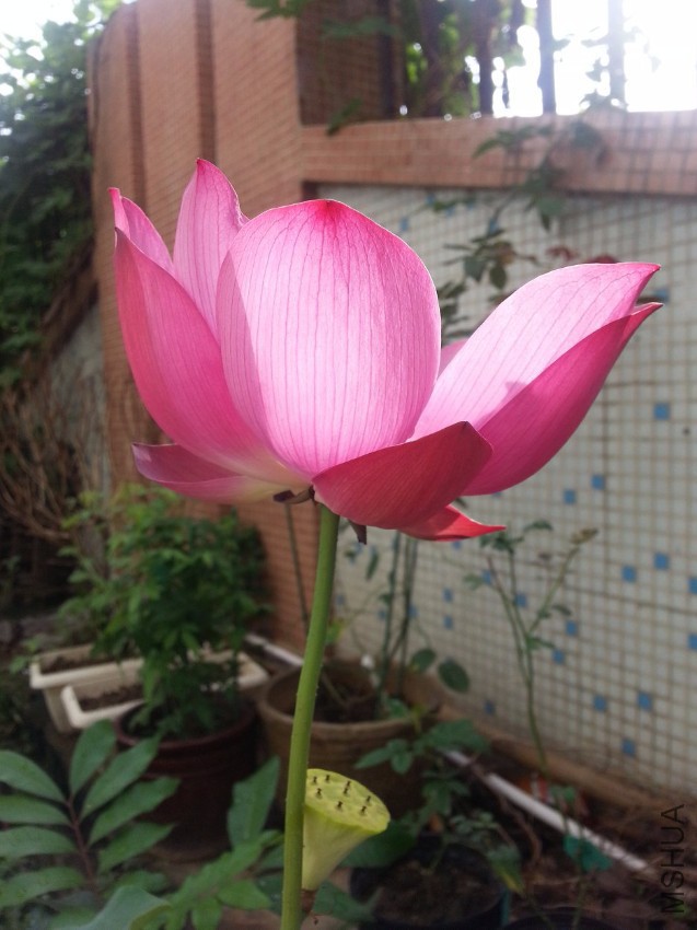 20160718_081350.jpg