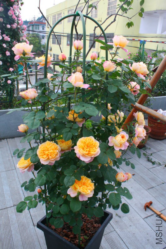 IMG_0597.JPG
