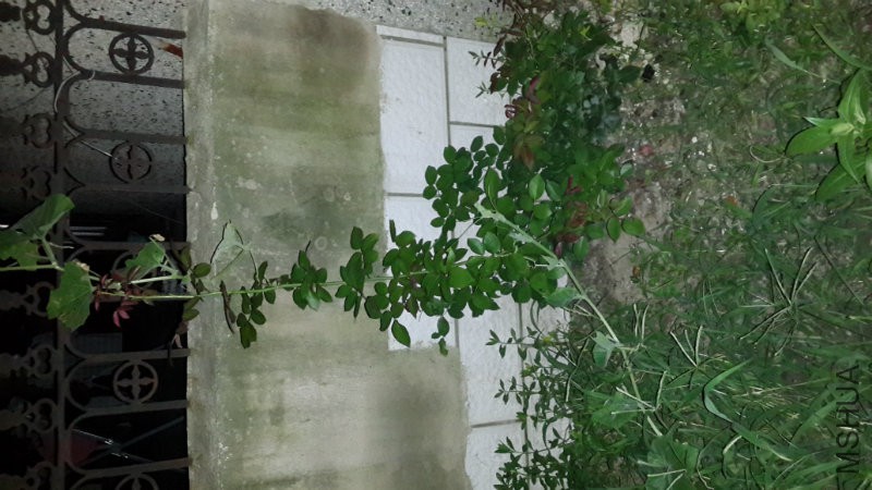 20160718_203922.jpg