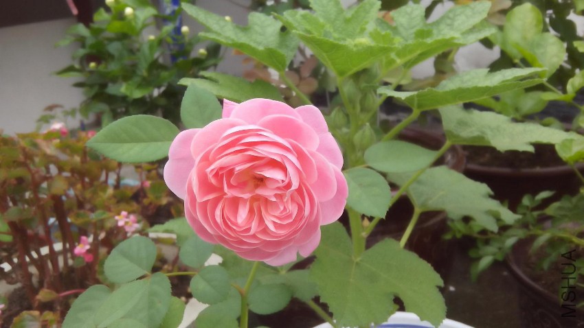 20160718_01.jpg
