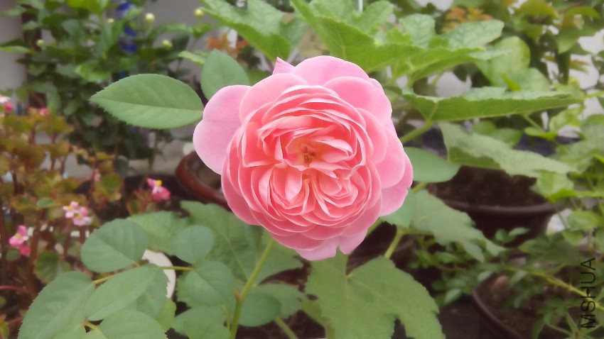 20160718_02.jpg