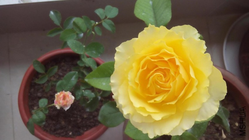 20160625_01.jpg