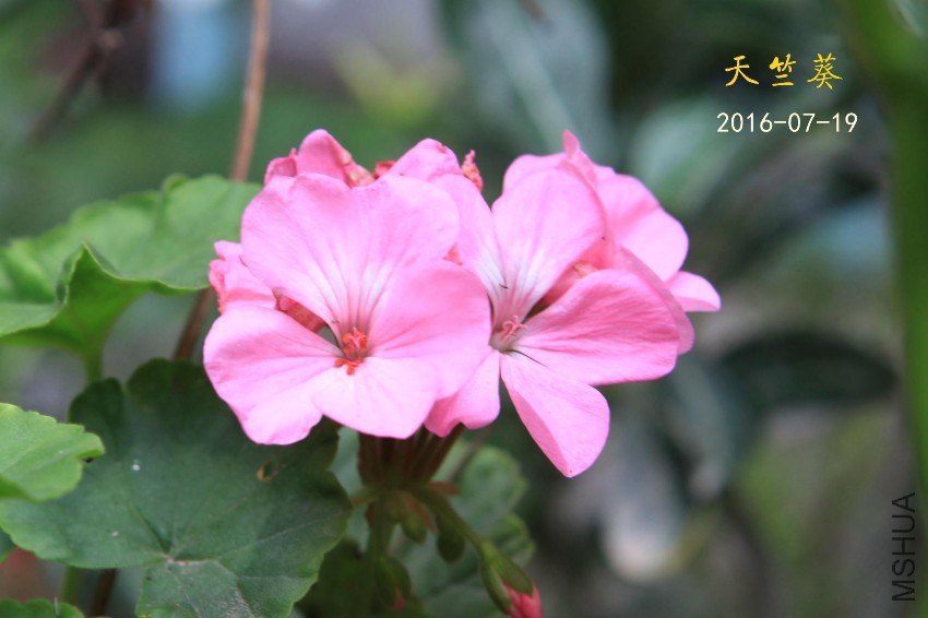 IMG_2611_����.jpg
