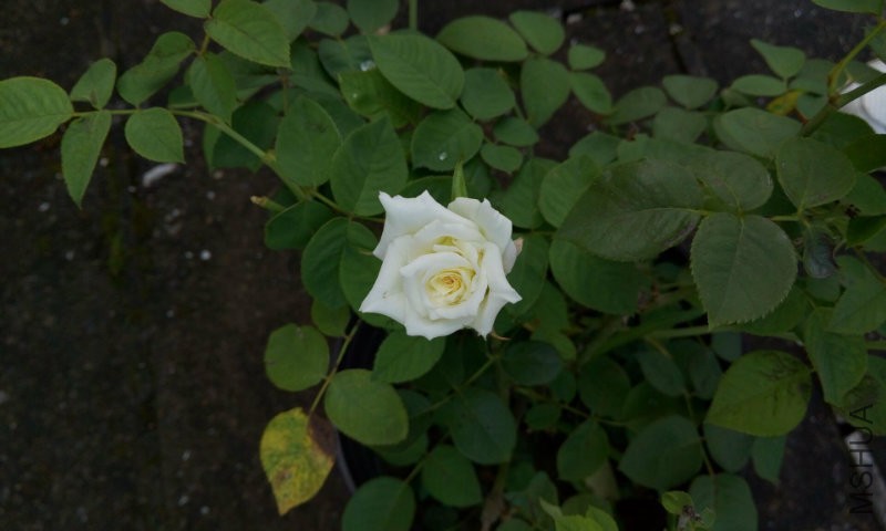 QQ图片20160719105634.jpg
