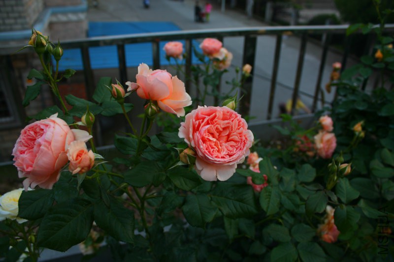 IMG_1513.JPG