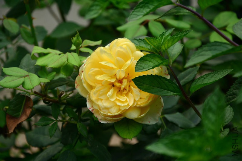 DSC_8594.JPG