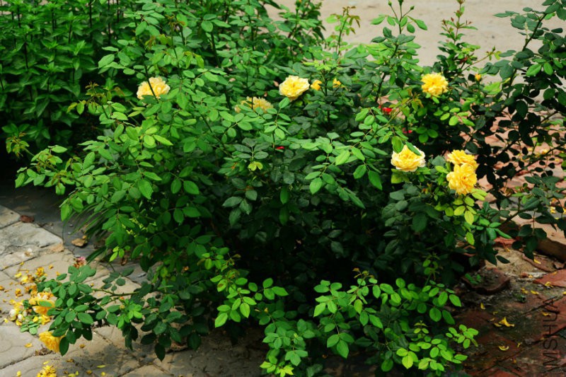 DSC_8595.JPG