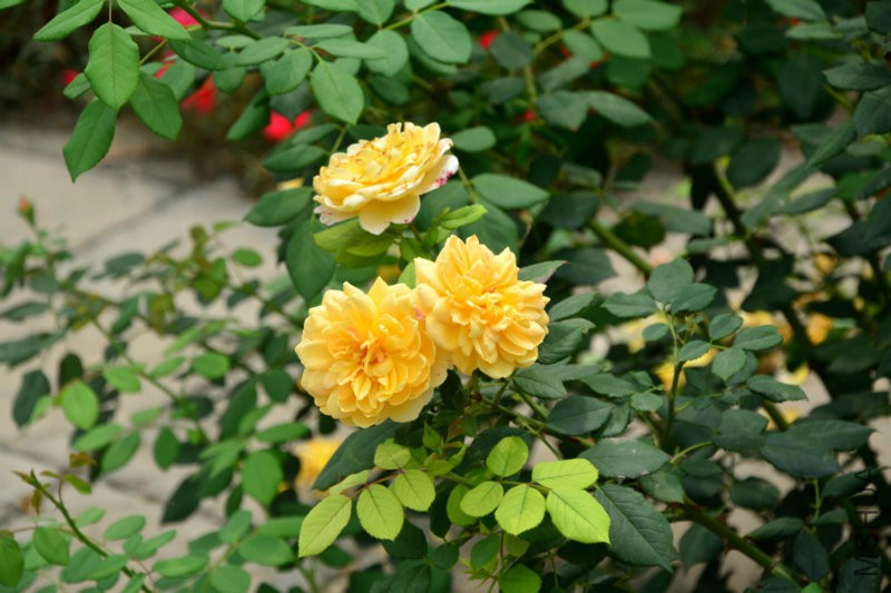 DSC_8596.JPG