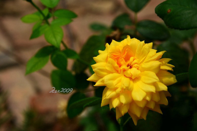 DSC_9093.JPG