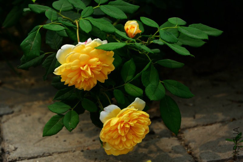 DSC_8633.JPG