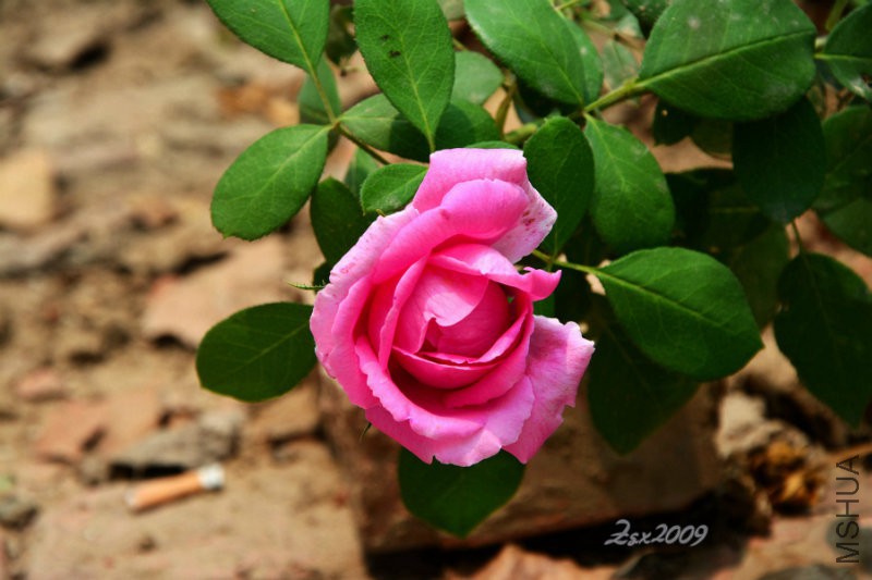 DSC_9095.JPG