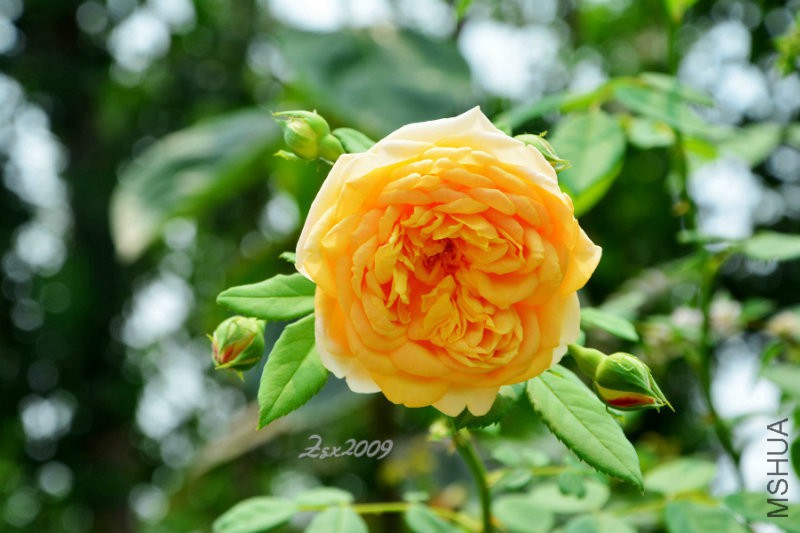 DSC_9097.JPG