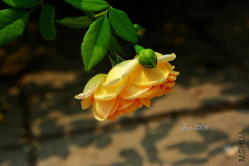 DSC_9100.JPG