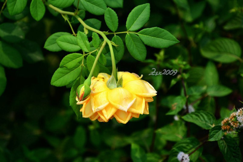 DSC_9104.JPG
