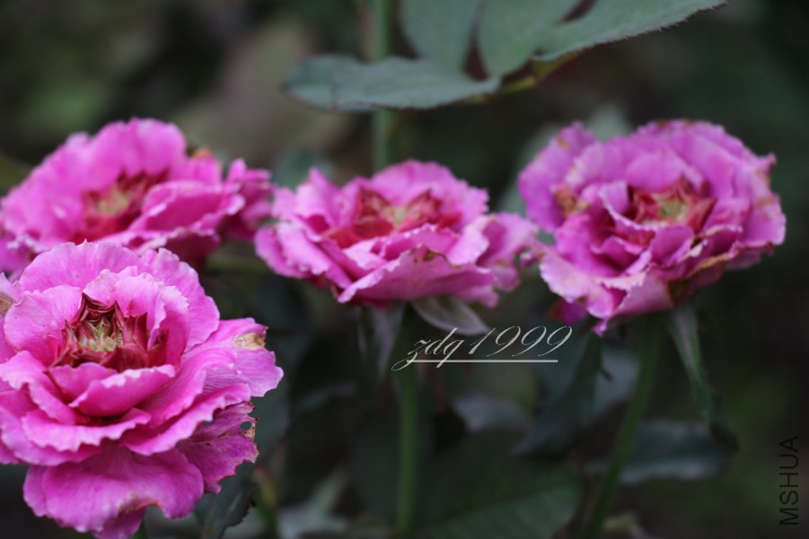 IMG_2736 2016-07-0142.jpg