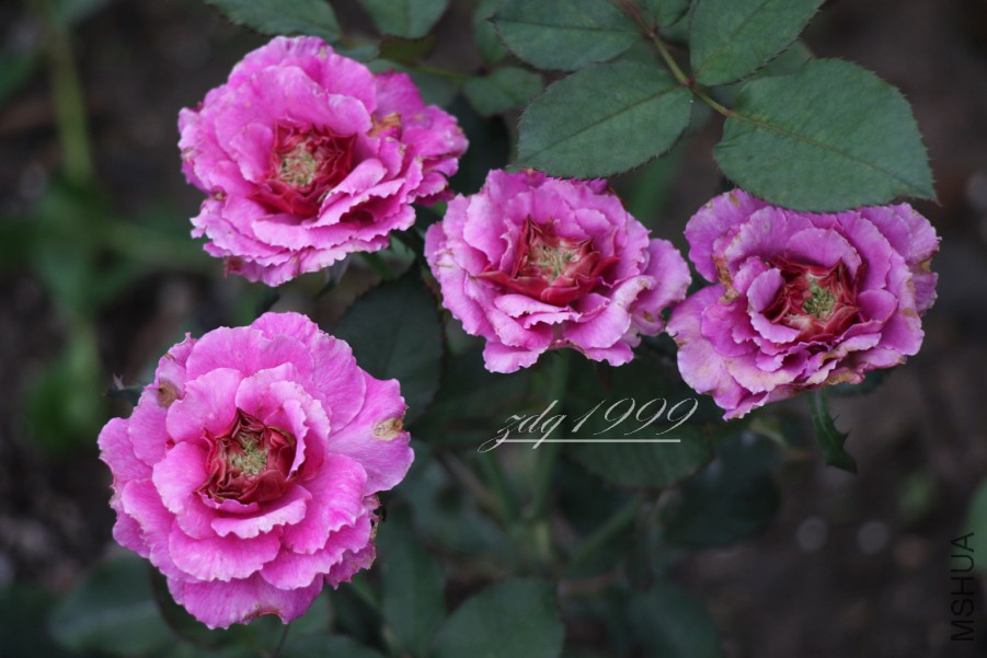 IMG_2734 2016-07-0140.jpg