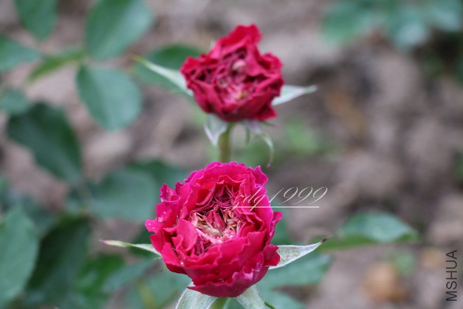 IMG_2295 2016-05-261.jpg