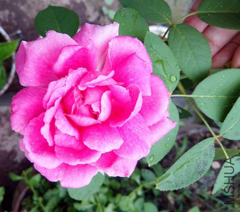 DSC_0106.JPG