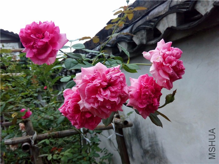 DSC_0110.JPG