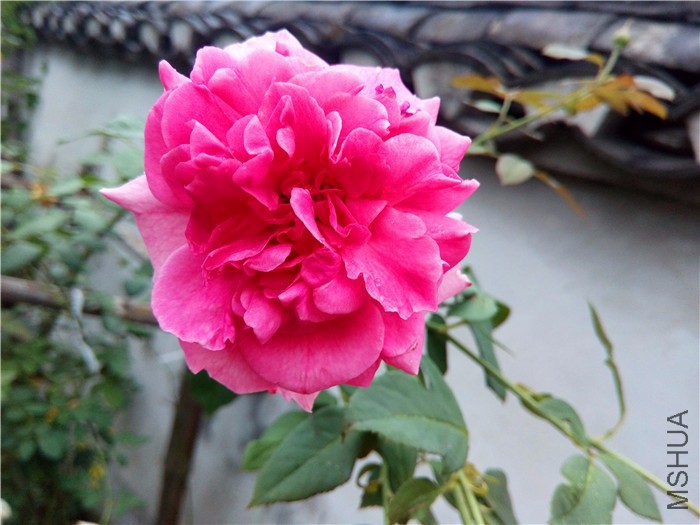 DSC_0111.JPG