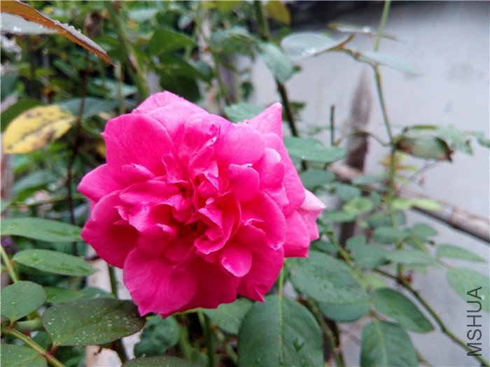 DSC_0112.JPG