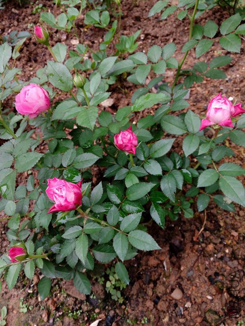 IMG_20151118_151508.jpg