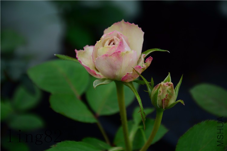 DSC_6801_����.jpg