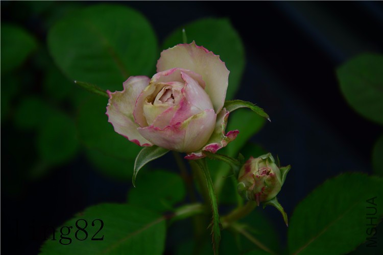 DSC_6800_����.jpg