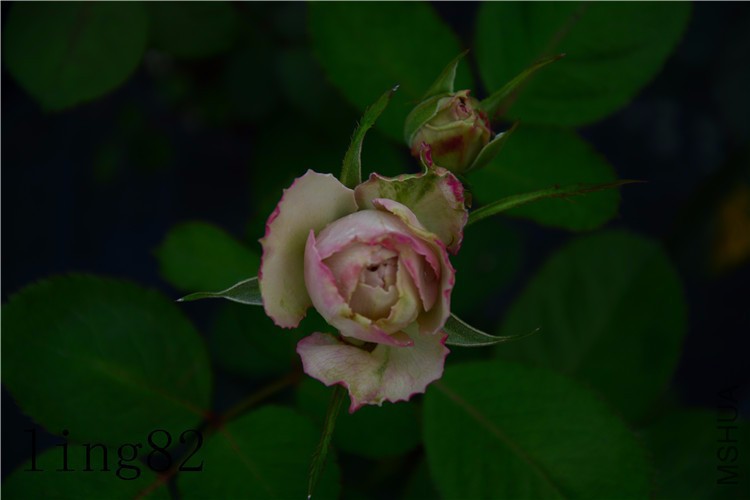 DSC_6802_����.jpg