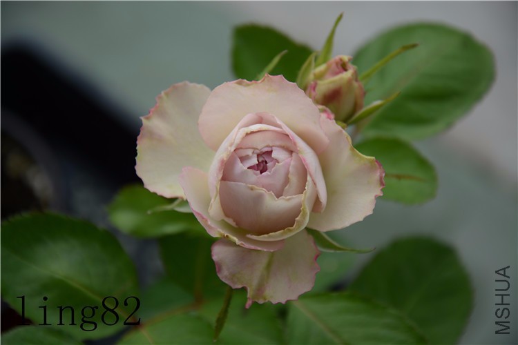 DSC_6827_����.jpg