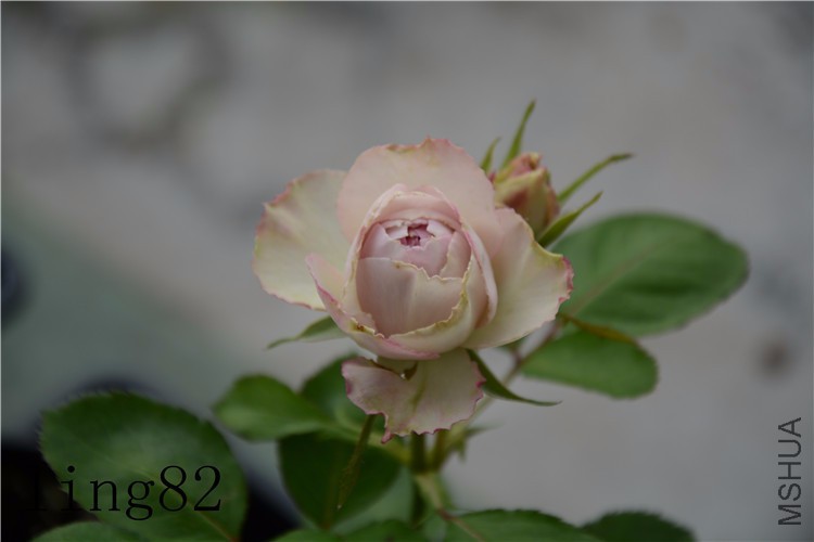 DSC_6826_����.jpg