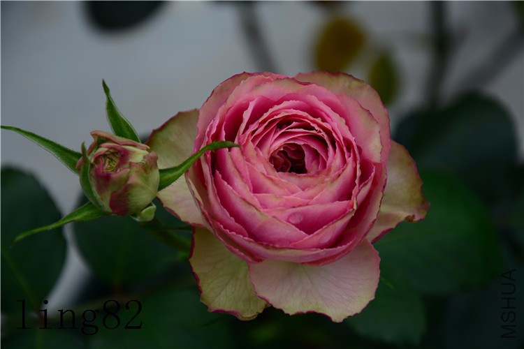 DSC_6804_����.jpg