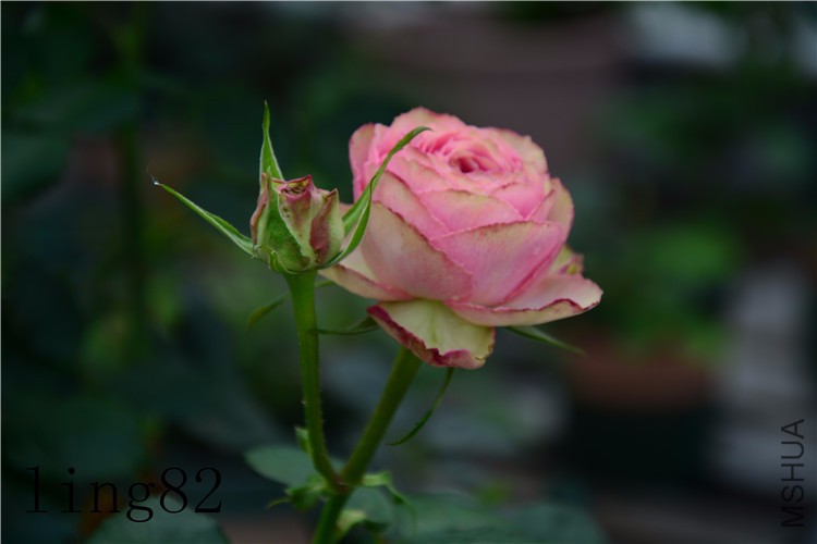 DSC_6803_����.jpg