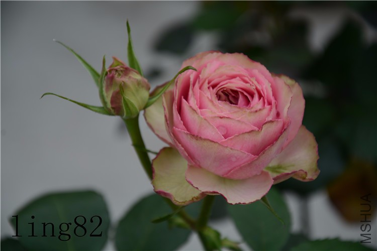 DSC_6815_����.jpg