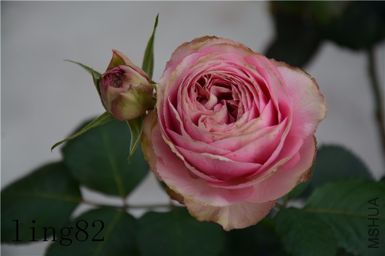 DSC_6823_����.jpg