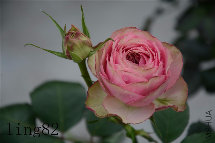 DSC_6807_����.jpg