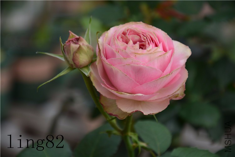 DSC_6824_����.jpg
