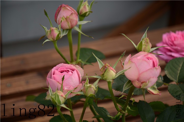 DSC_6842_����.jpg