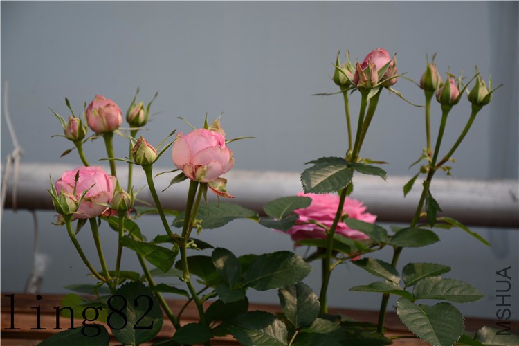 DSC_6852_����.jpg