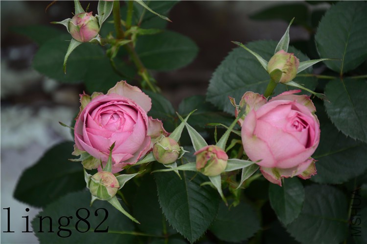 DSC_6861_����.jpg