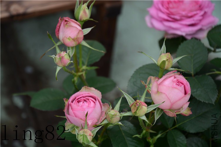 DSC_6862_����.jpg