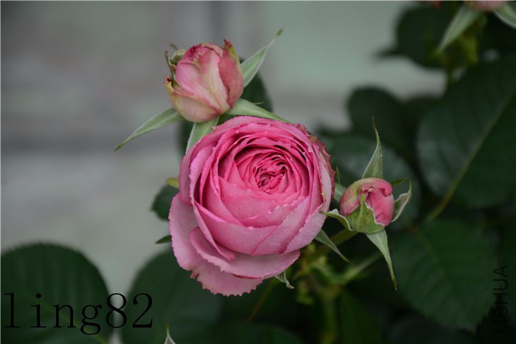 DSC_6914_����.jpg