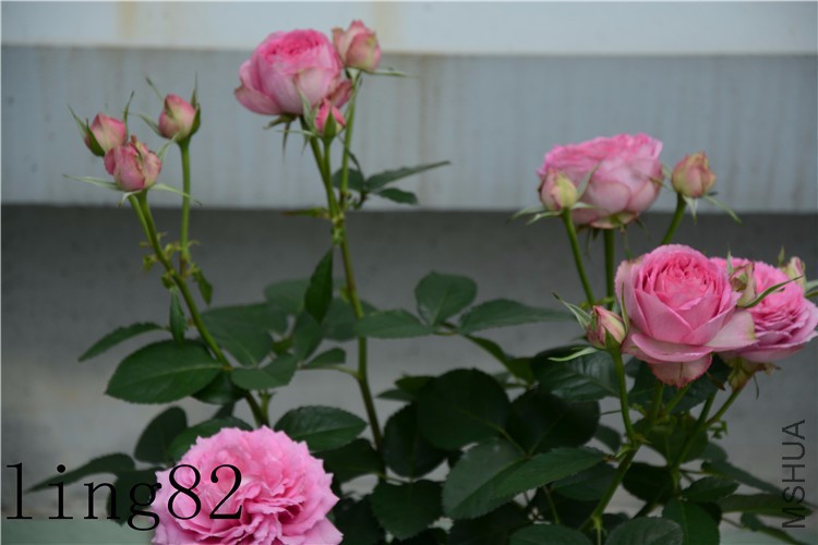 DSC_6928_����.jpg