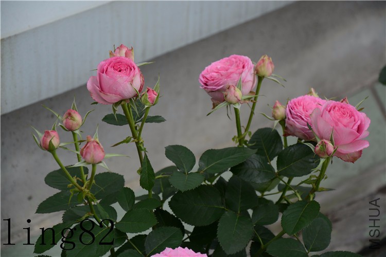 DSC_6933_����.jpg